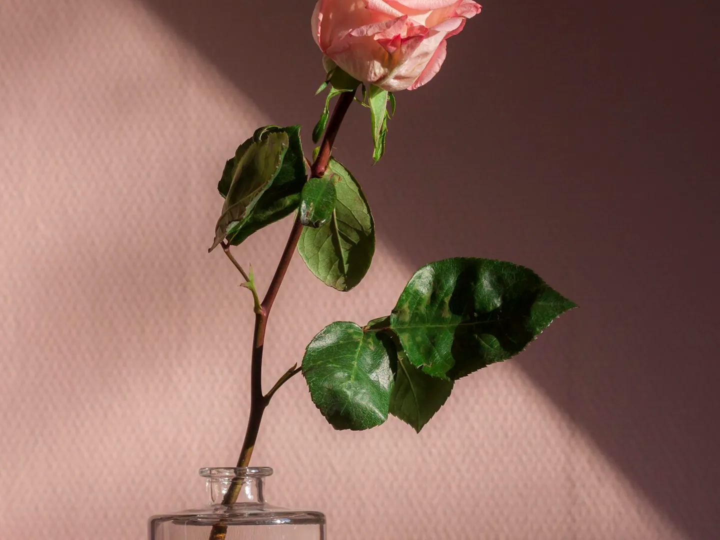 Une rose dans un petit vase en verre, lumière douce